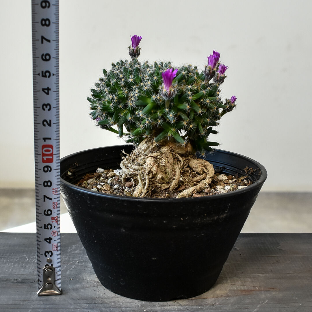 アークテクニコ　アニマル　NDK吸出ROM トリコディアデマ デンサム 