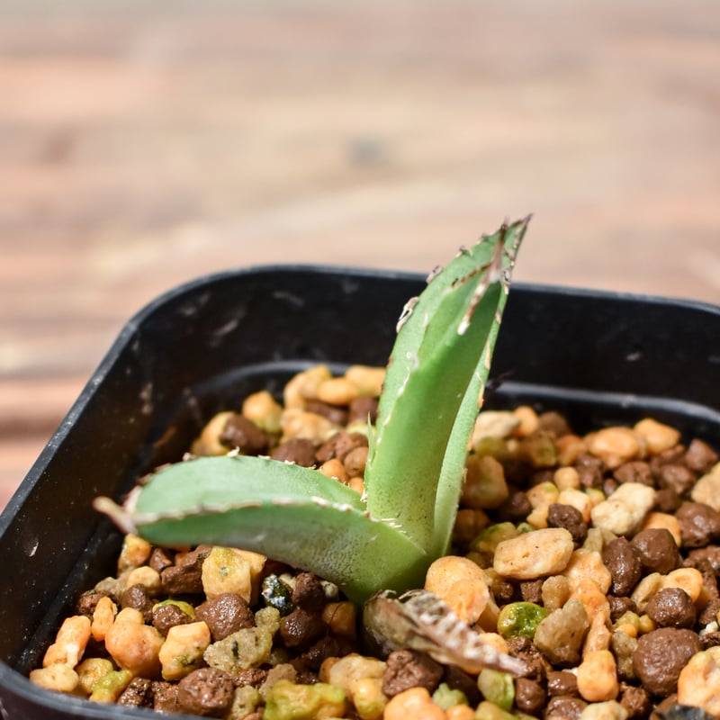 アガベ チタノタ DENNIS040 デニス040 