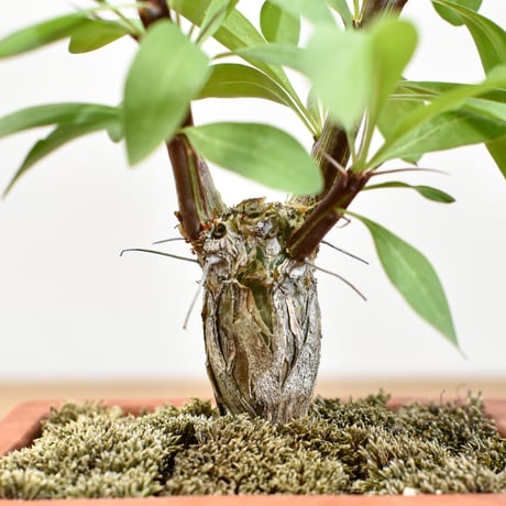 【“WACK” ON YOUR SIDE】フォークイエリア ファシクラータ WACK-A107