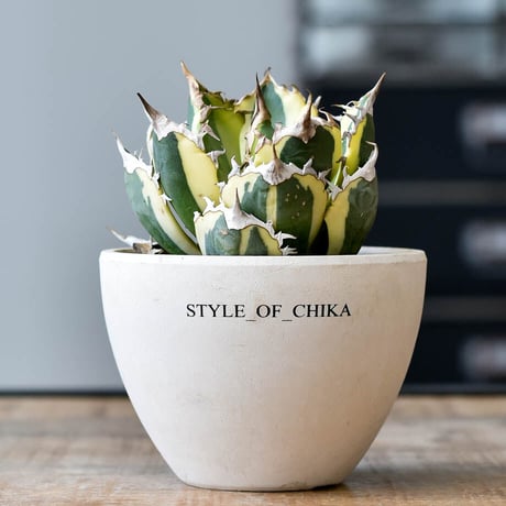 style_of_chika agave フィリグリー
