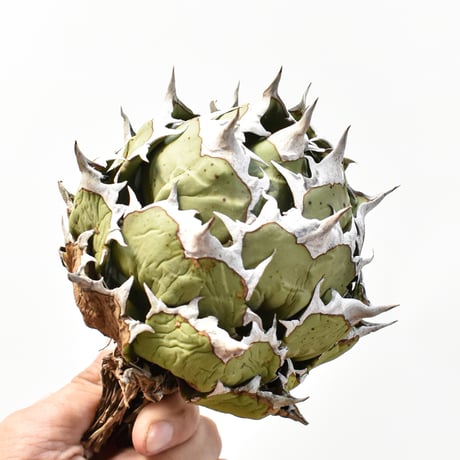 ビクトリアレギネ＆姫厳龍