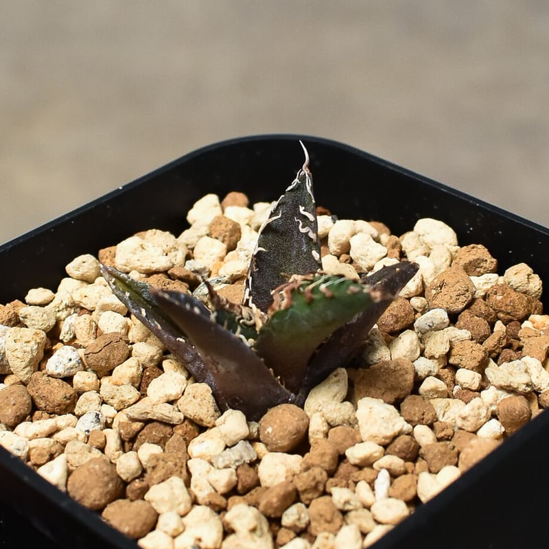 アガベ チタノタ 