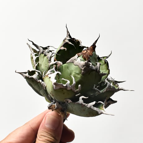 アガベ チタノタ 精品シーザー / 精品凱撒  【台湾 dragon agave産/中株/抜き苗】B81