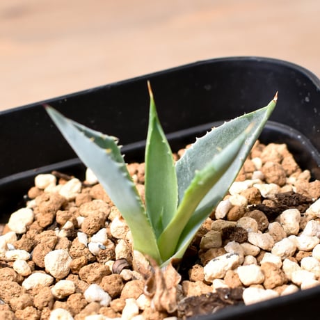 ネバデンシス×パラサナ×イシスメンシス | STORES