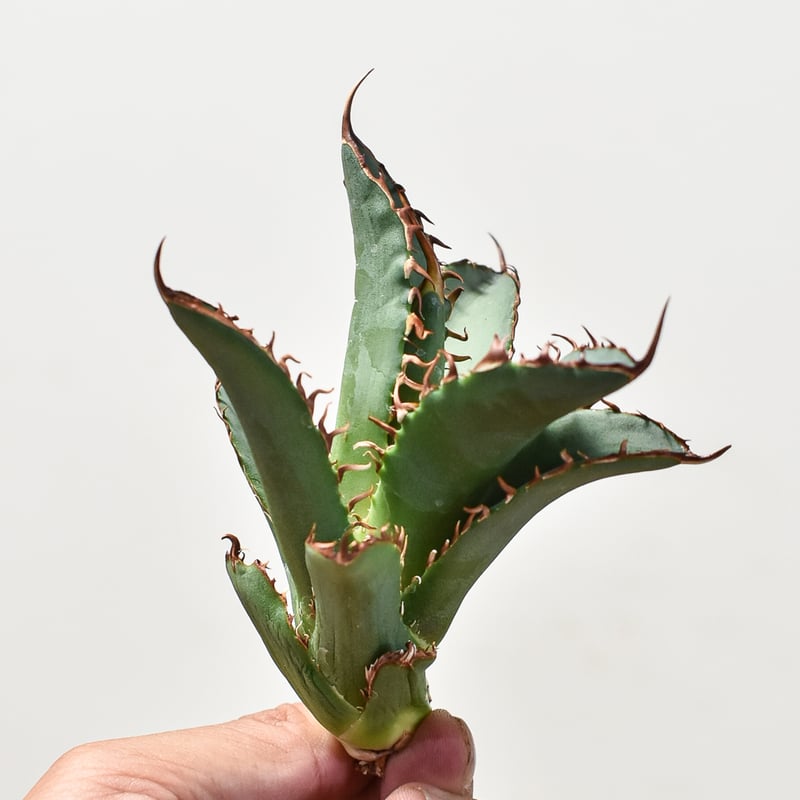 アガベ チタノタ チーター 