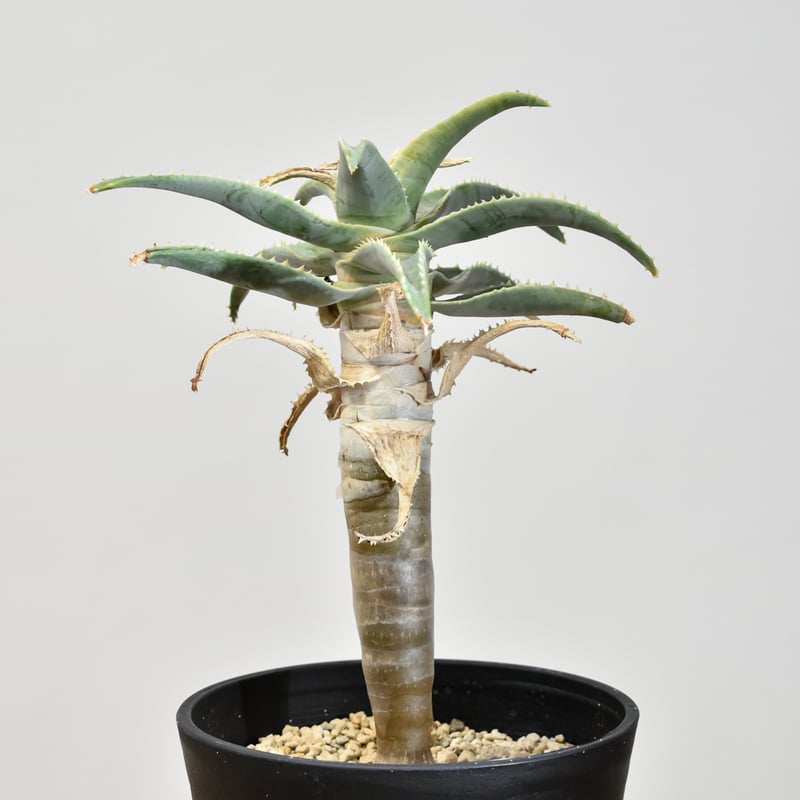 種20粒 アロエ ピランシー 20粒 アロエ・ピランシー Aloe pillansii 種子