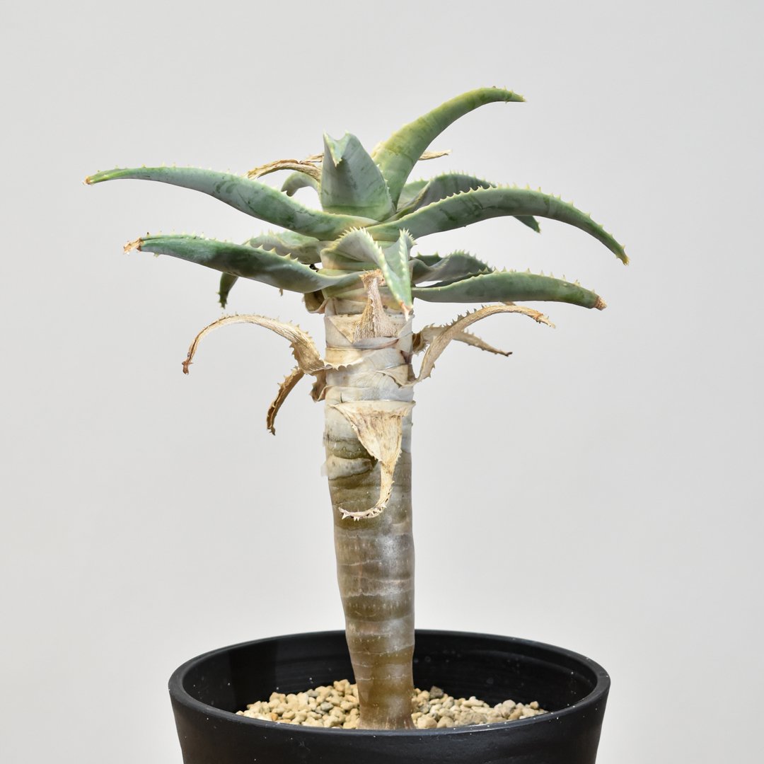 アロエ ピランシー【実生】RF25011361 | RAFLUM / ラフラム