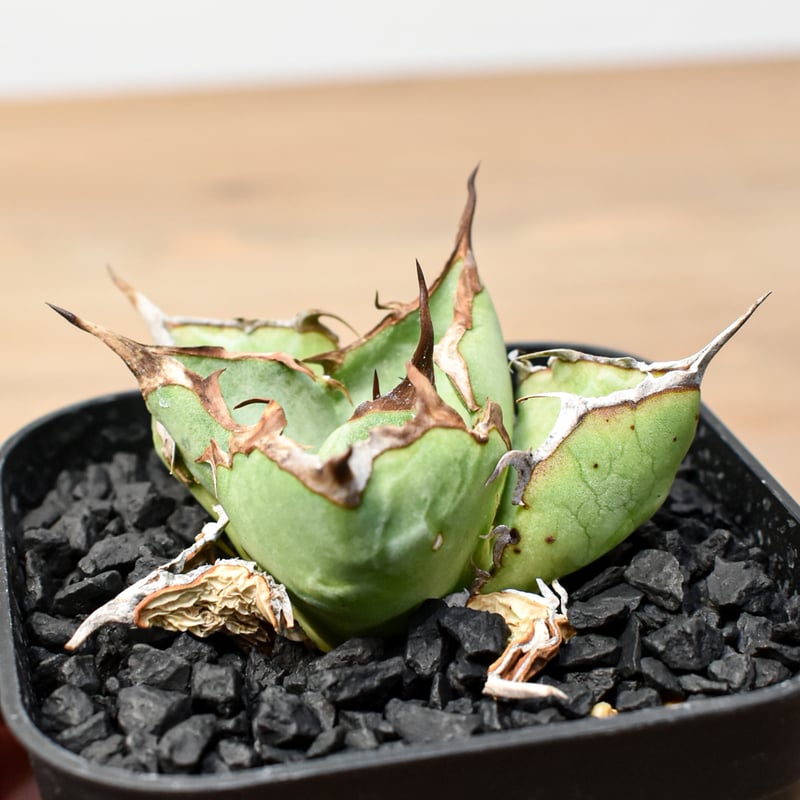 アガベ　チタノタ　コンパクト実生株　発根済み子株 RAFLUM育成株】アガベ チタノタ 