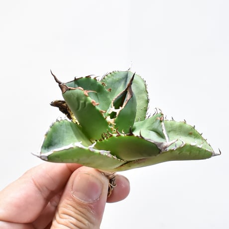 チタノタ「緑犀牛」チビから育成中 超美株 UB54 多肉植物 アガベ