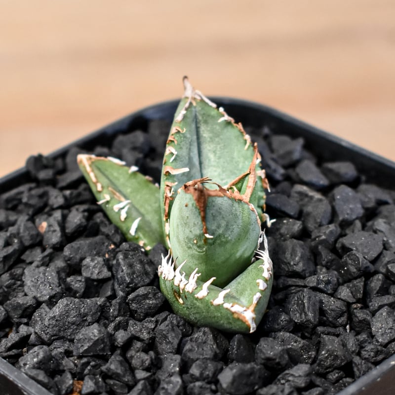 アガベ チタノタ Shi-hao 