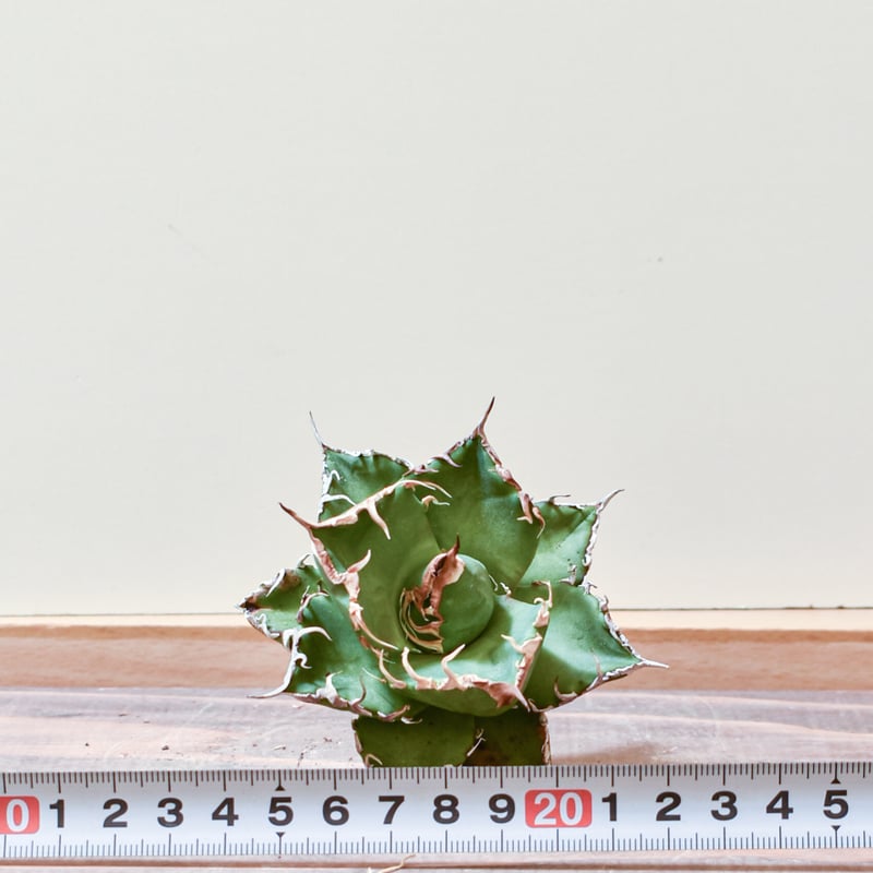 アガベ　チタノタ　金剛狼 Yahoo!オークション - 多肉植物 アガベ チタノタ 金剛狼 特選 子株