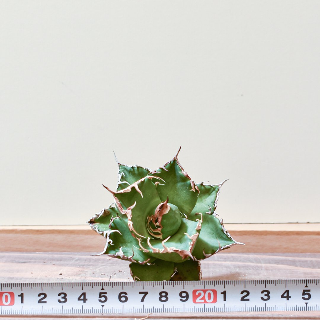 アガベ チタノタ ウルヴァリン / 金剛狼 【台湾 dragon agave産