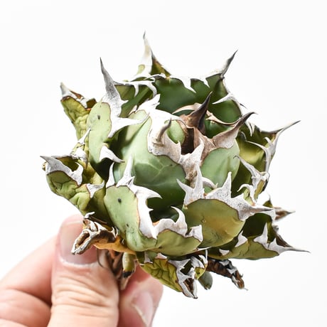 【アガベ】姫厳龍　ベアルート ベアルート】アガベ 姫厳龍 EC851 – TaiShoDo ONLINE SHOP