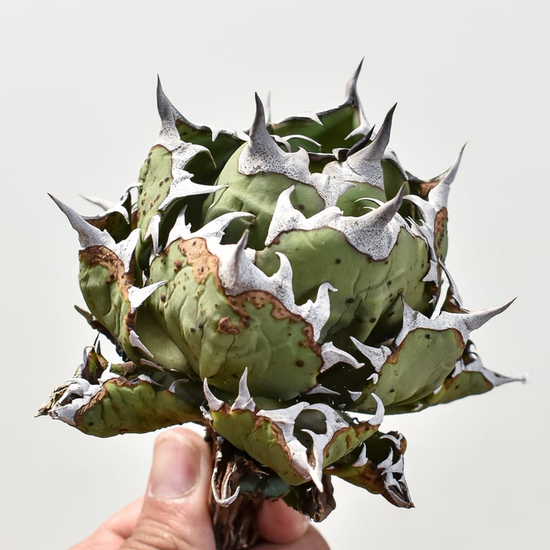 アガベチタノタ　姫厳龍　コレクション株　台湾株 楽天市場】（観葉植物）一点物 アガベ チタノタ 姫厳竜 台湾株