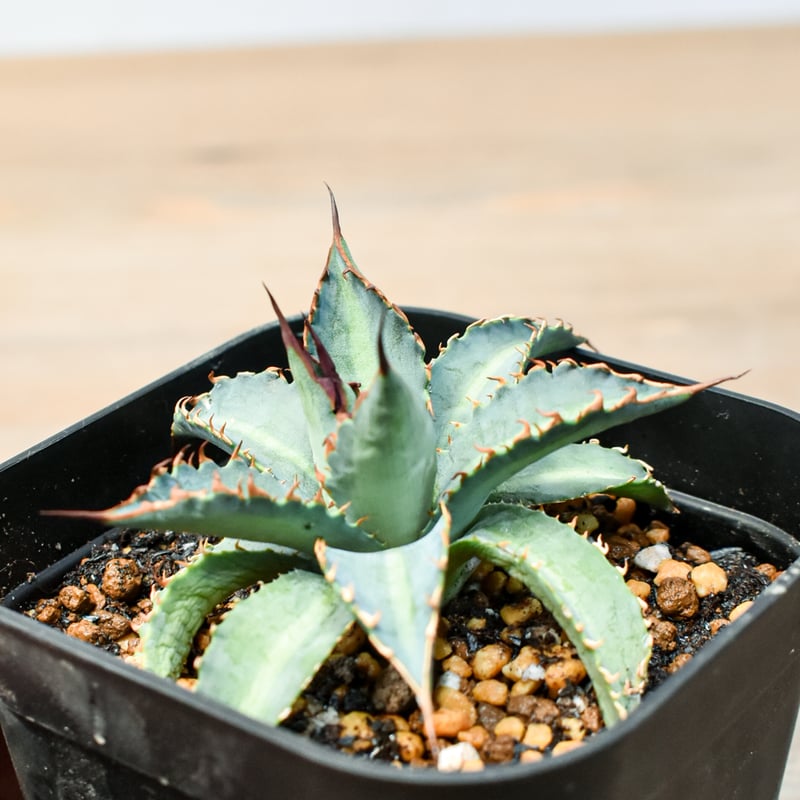 アガベ ハイブリット 