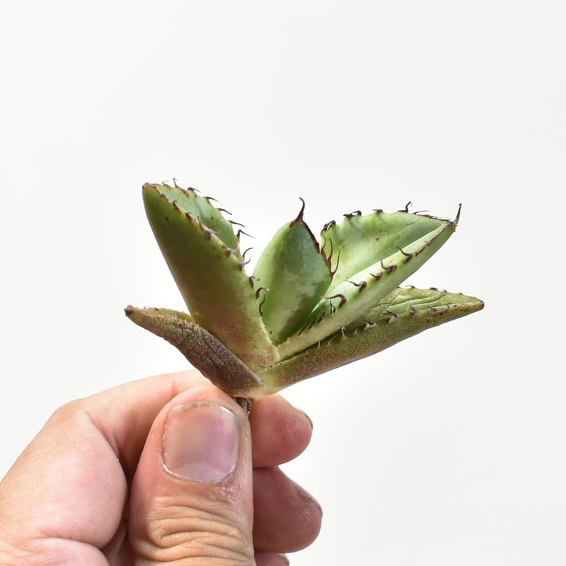 アガベ チタノタ 歐若拉 / 