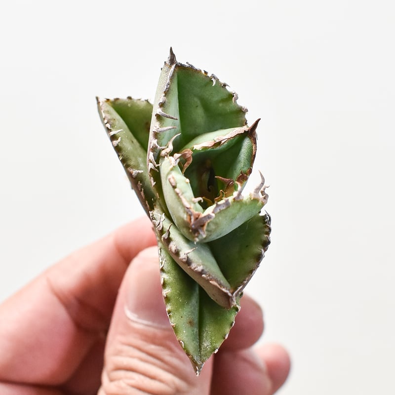 アガベ　SAD(抜き苗) アガベ SAD 南アフリカダイヤモンド①抜き苗 - メルカリ