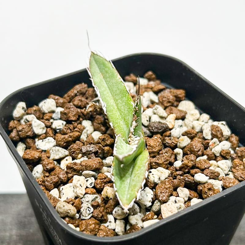 アガベ Dennis ハイブリッド 笹之雪x嚴龍（026鬼爪）【台湾