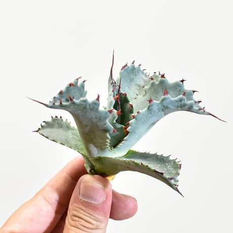 ユ*︎様 アガベ 整理品　セット売り　清櫻　皇冠　ハイブリッド　USホリダ　甲蟹 アガベ 甲蟹x笹之雪 ハイブリッド 子株販売 - メルカリ