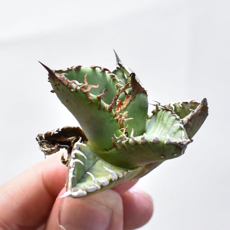 デニス　麻花　Agave タグ付き 2025年最新】麻花 アガベの人気アイテム - メルカリ