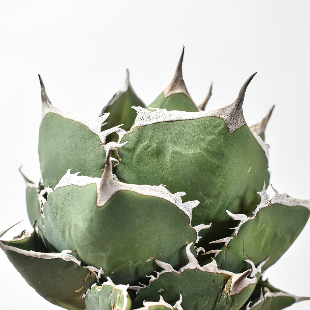 ドラゴンアガベ　実生選抜 アガベ実生選抜 | STORES