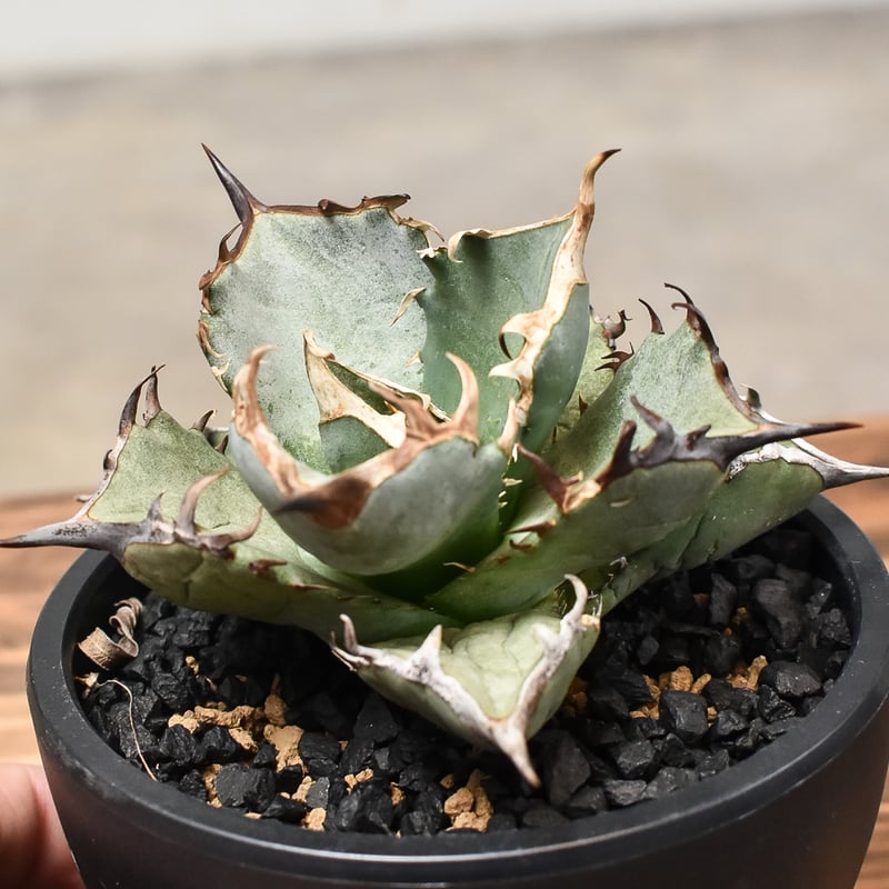 アガベ　阿修羅　子株 アガベ チタノタ アガベ チタノタ “阿修羅” “阿修羅丸” (発根済み