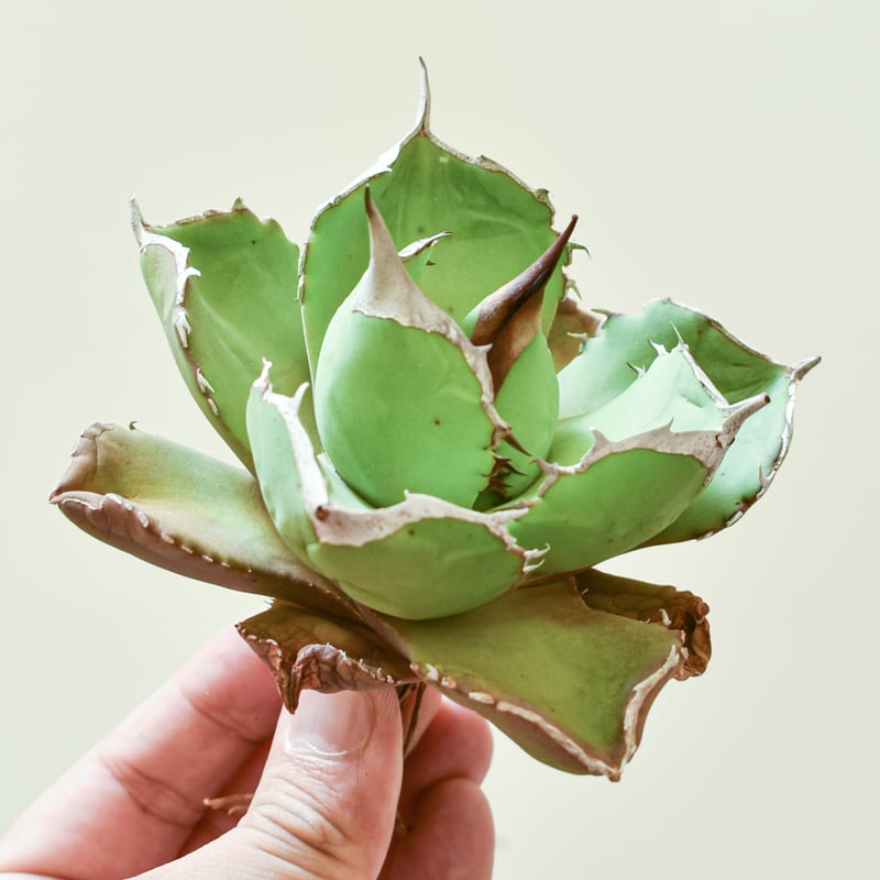 アガベ チタノタ チェリーボム / 