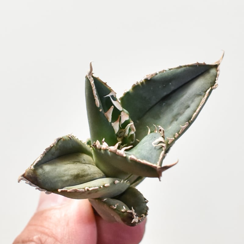 アガベ チタノタ 