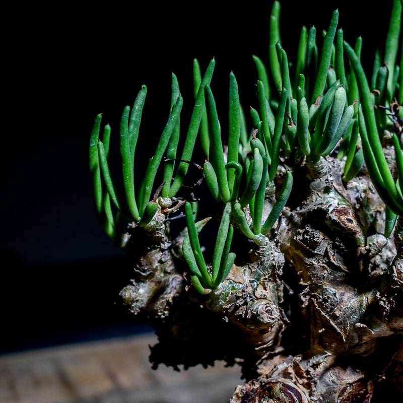 『チレコドン　レティキュラーツス　万物想』極美大株 現地球 チレコドン レティキュラーツス 