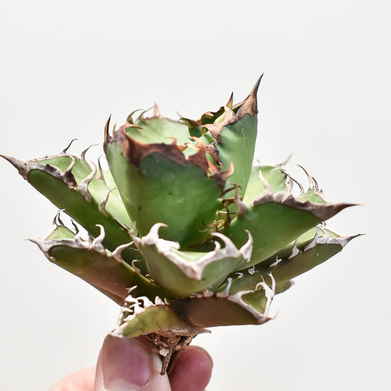 RAFLUM特選株】アガベ チタノタ 