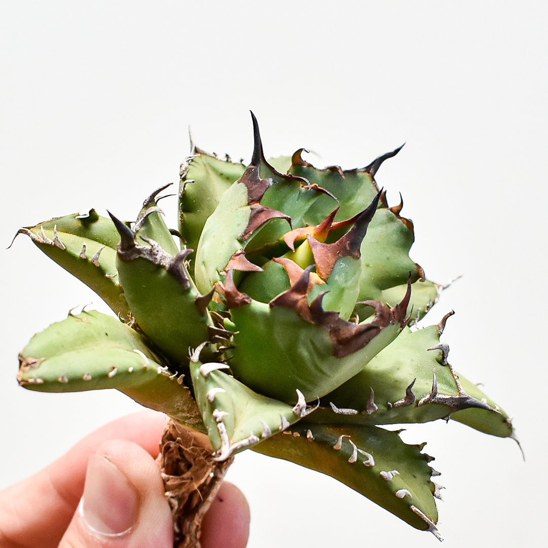 アガベ チタノタ fo076ドワーフ 子株 【公式通販】