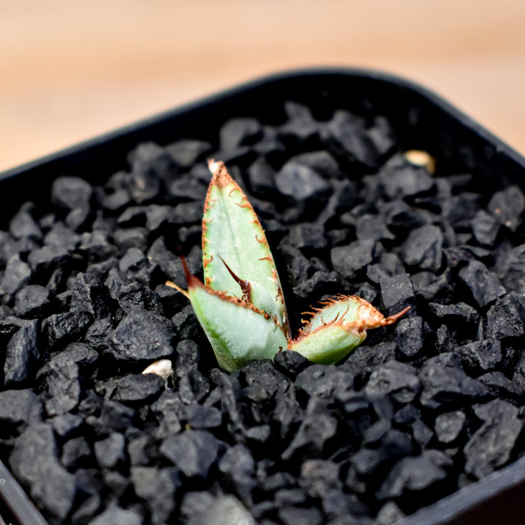 アガベ Dennis hybrid 瓜達×笹之雪 【台湾DENNIS産/発根済み