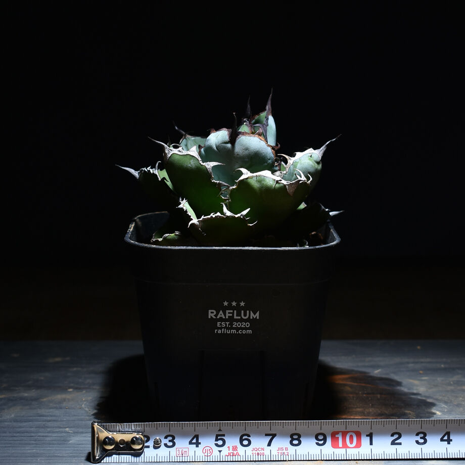 アガベ チタノタ ブラックアンドブルー 