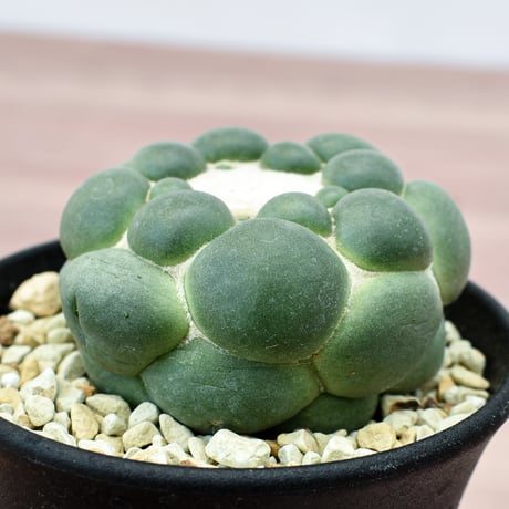 コリファンタ 刺無象牙丸 【カキ仔】RFHK-302