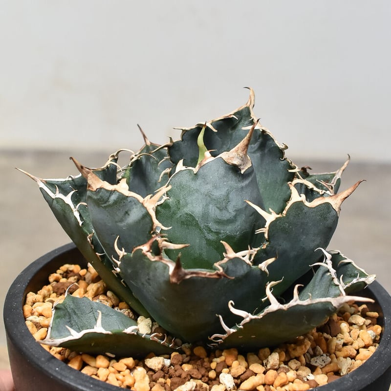 アガベ チタノタ　白鯨　コレクション株 アガベ チタノタ 