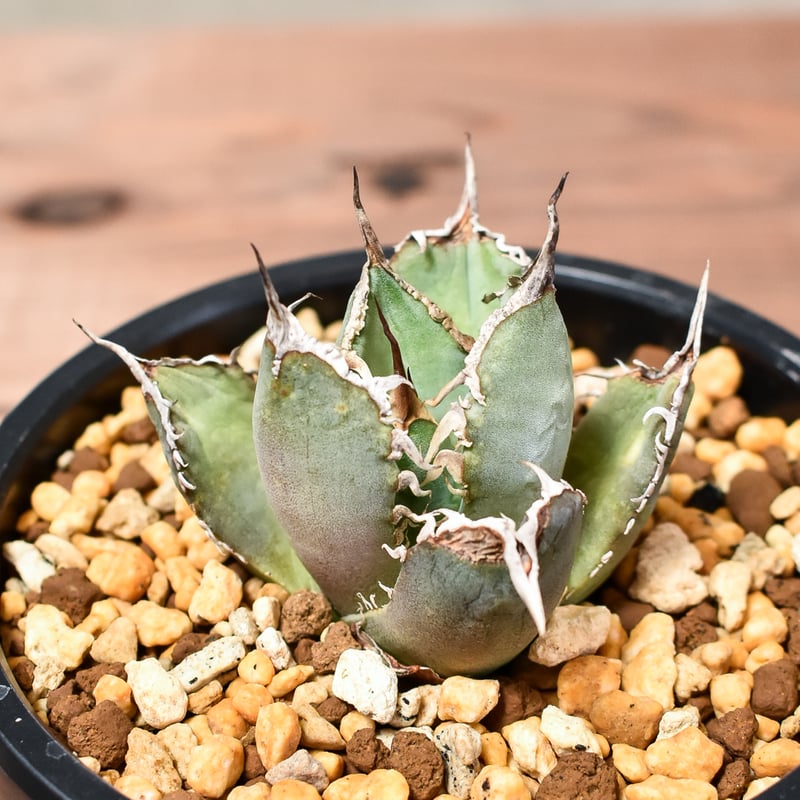 アガベ チタノタ 