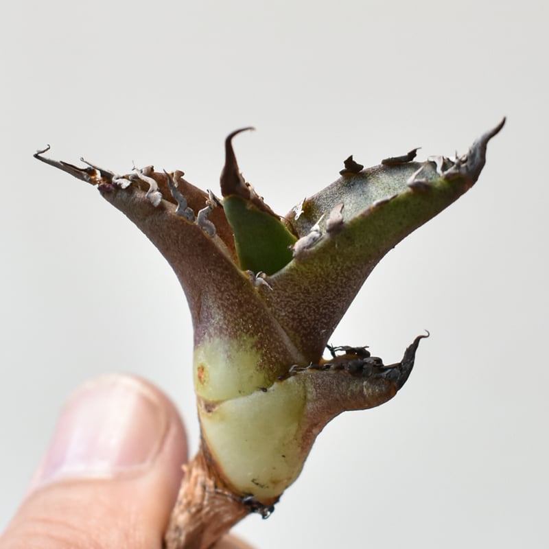 RAFLUM特選】アガベ チタノタ シーザー 