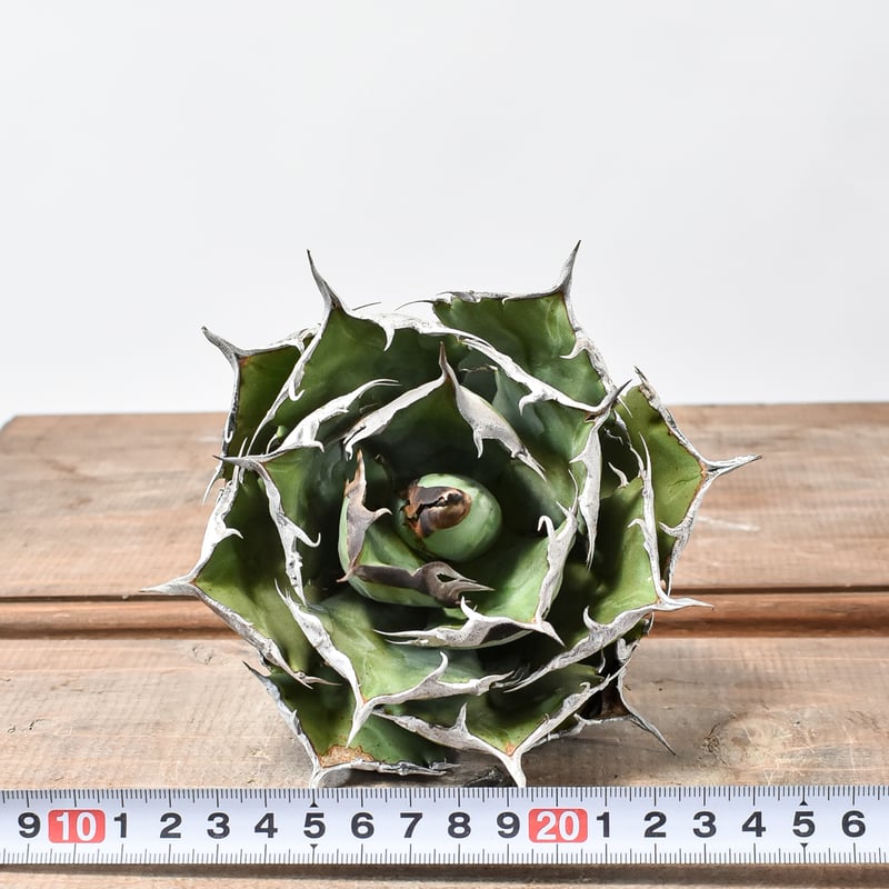 アガベ チタノタ 