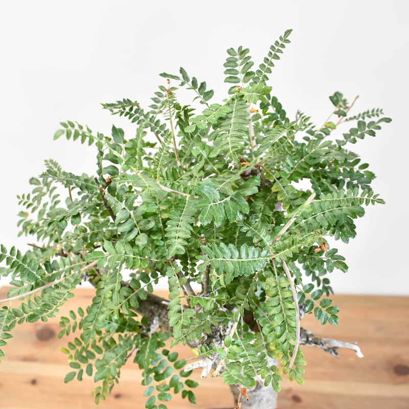 WACK” ON YOUR SIDE】ボスウェリア ネグレクタ WACK-A029 | R