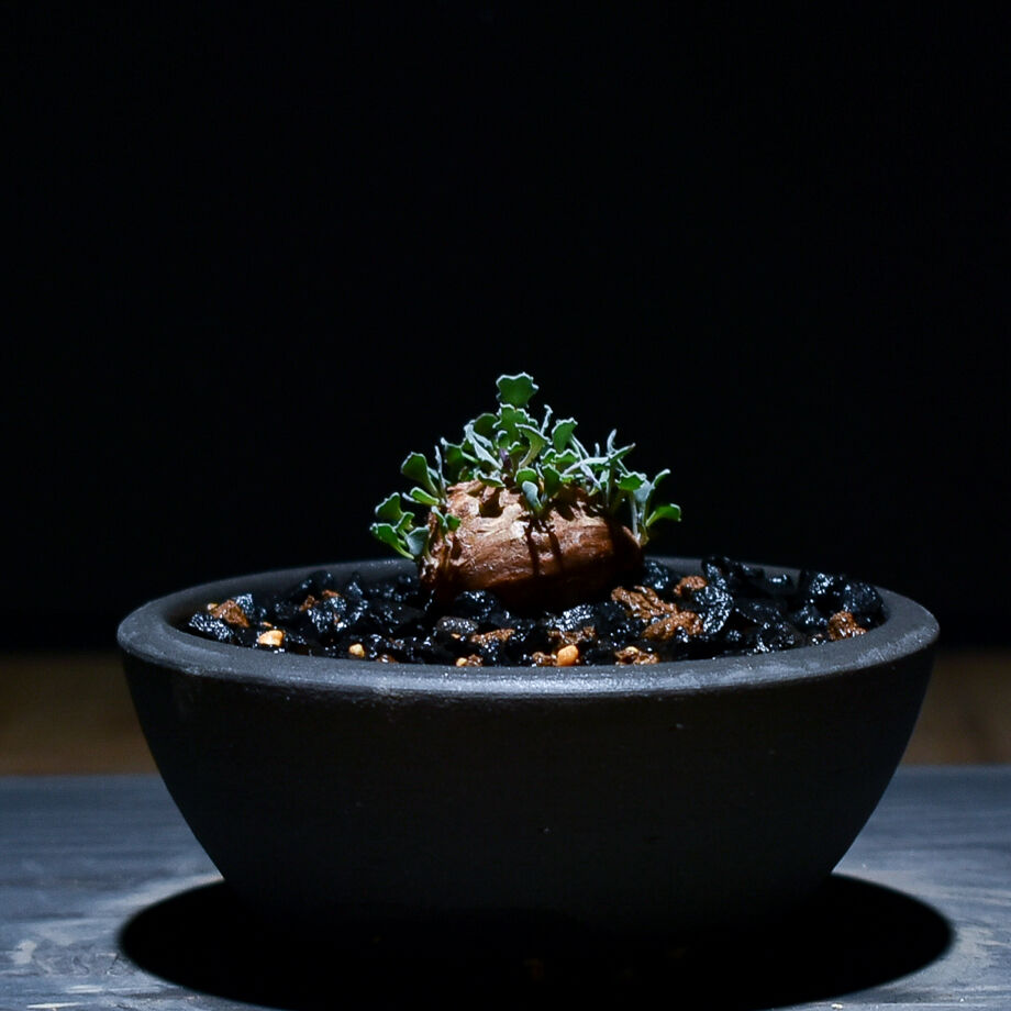 オトンナ カカリオイデス（実生）RF22971 | RAFLUM / ラフラム｜東京