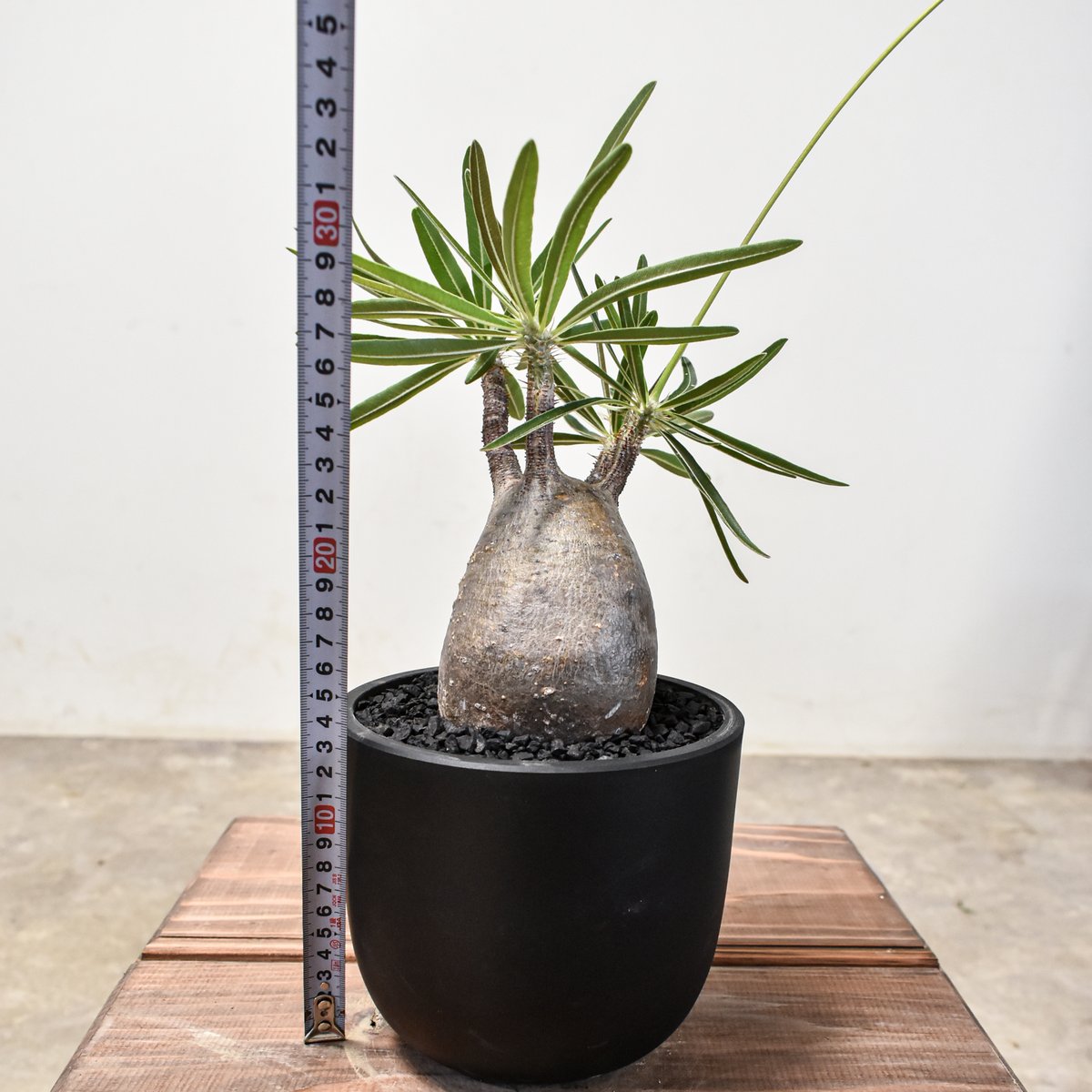 パキポディウム グラキリス 【現地球/発根済み】HK2401954 | RAFLUM