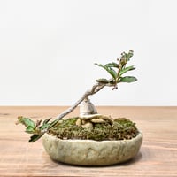 チレコドン レティキュラーツス 