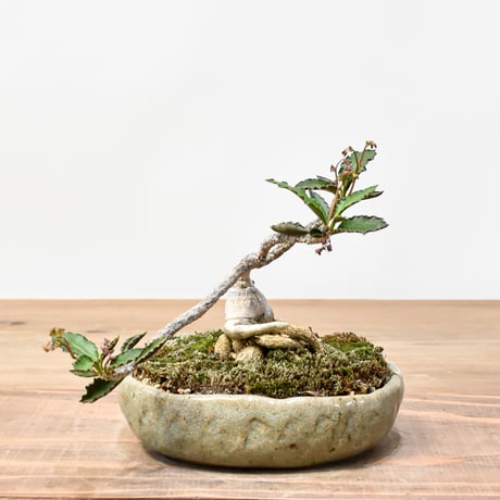 アンボボンベンシス | STORES