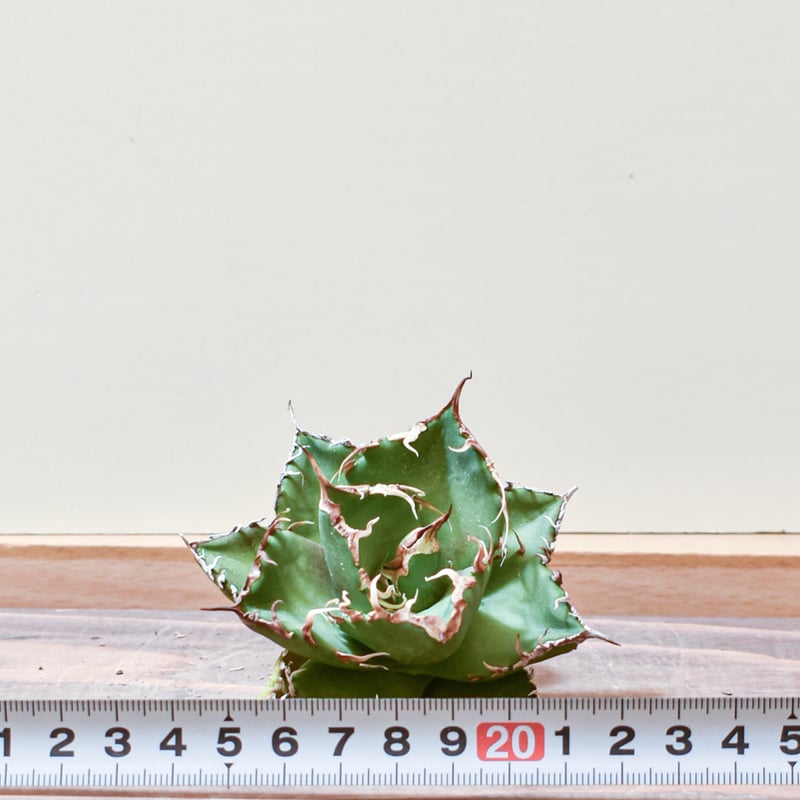 アガベ チタノタ ウルヴァリン / 金剛狼 【台湾 dragon agave産/子株