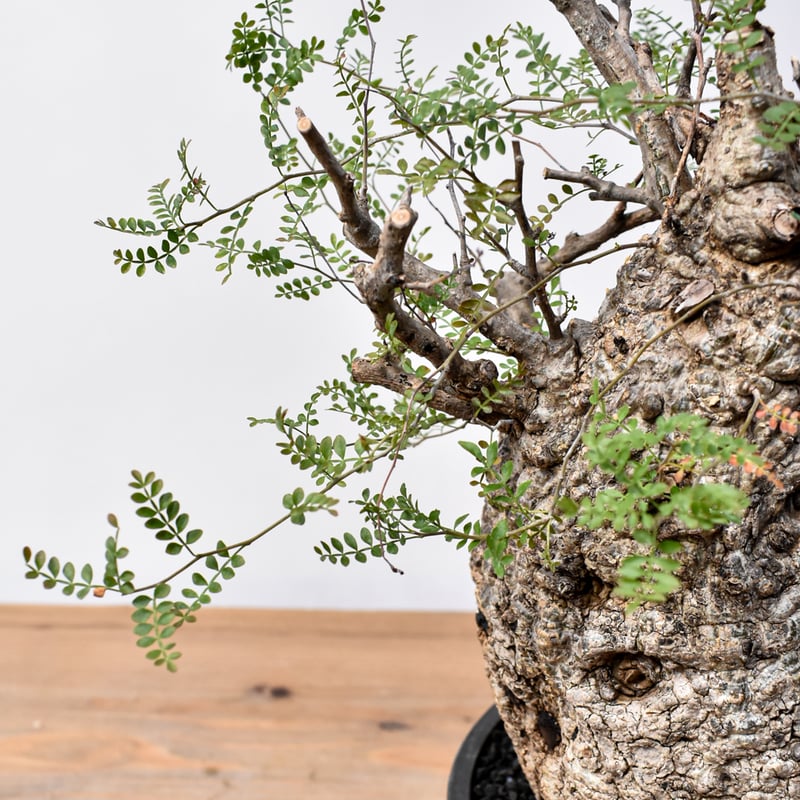 オペルクリカリア パキプス RFHK25011494 | RAFLUM / ラフラム｜東京