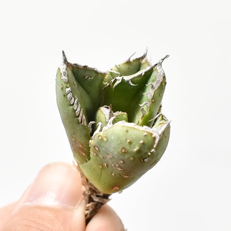 アガベ チタノタ 麻花龍  【台湾 berlin産/子株/抜き苗】G BE2402606(T)