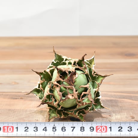 【5CLAW】アガベ チタノタ シーザー / 精品凱撒 【台湾 dragon agave産/中株/抜き苗】DG25010523(T)