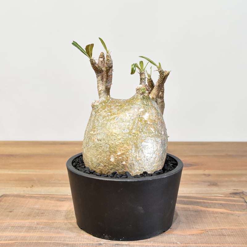 グラキリス 発根済み 【公式通販】