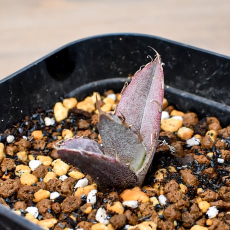 【RAFLUM育成株 5個セット】アガベ Mexico oteroi seeding / オテロイ実生 メキシコ産  【RAFLUM産/実生/子株】F2