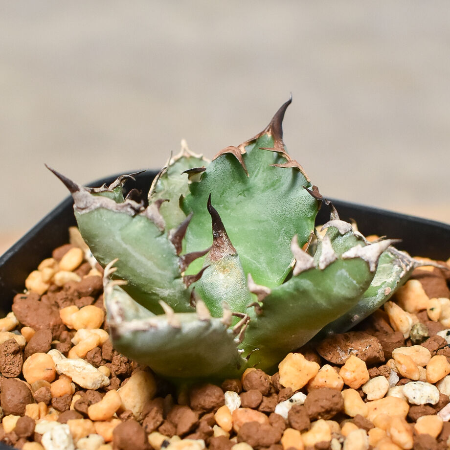 アガベ チタノタ ドワーフ 